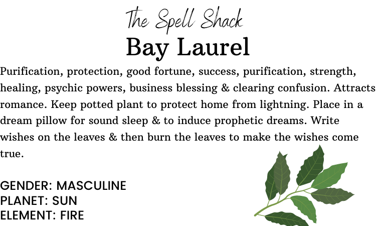Bay Laurel