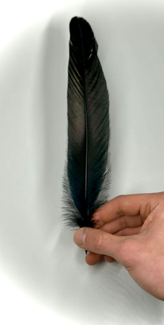 Black Feathers for Smudging