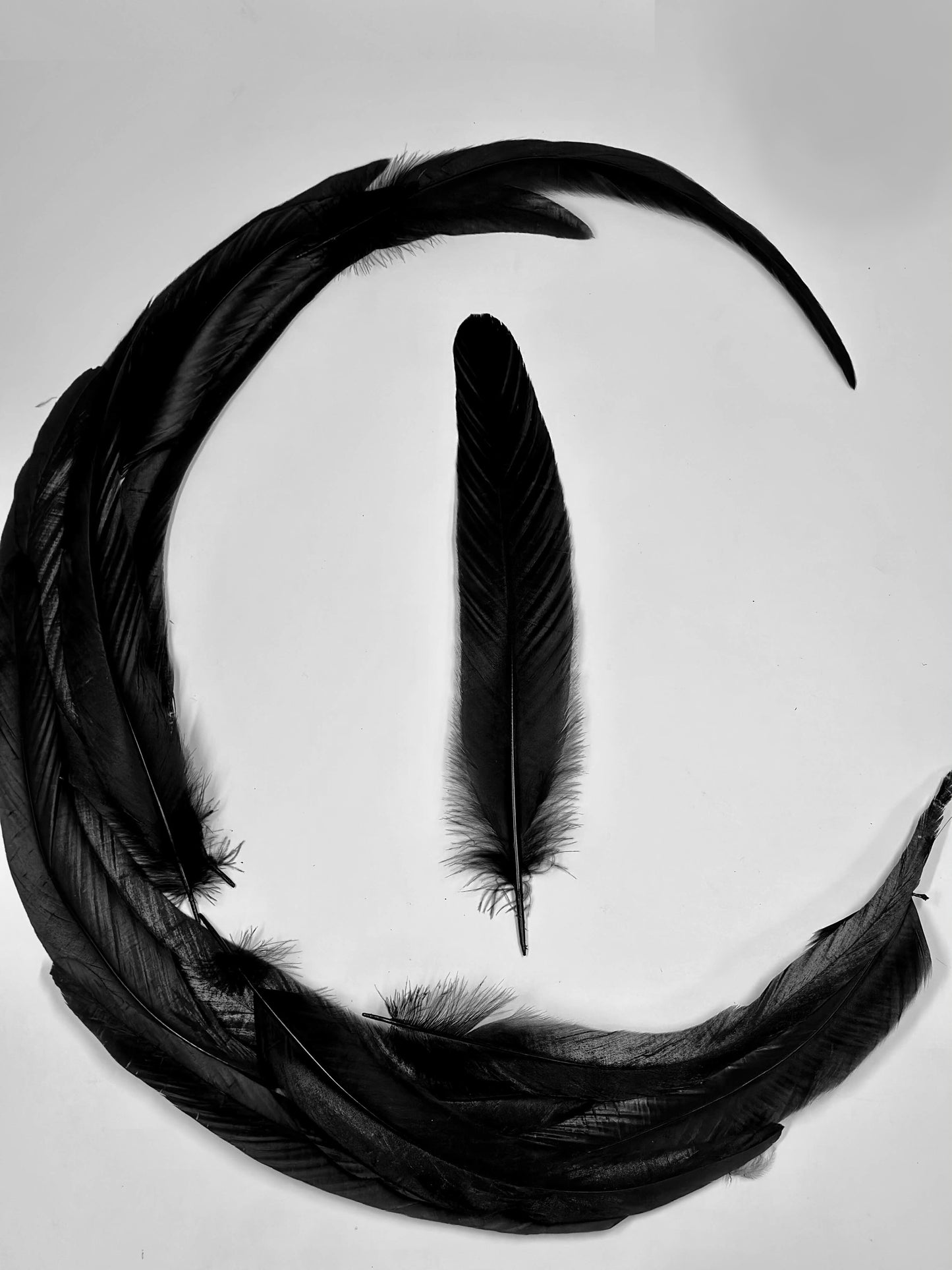 Black Feathers for Smudging